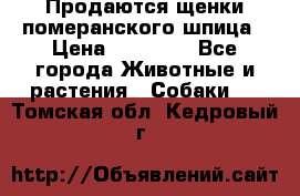 Продаются щенки померанского шпица › Цена ­ 45 000 - Все города Животные и растения » Собаки   . Томская обл.,Кедровый г.